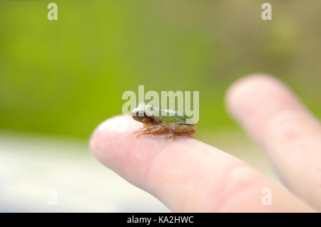 Kleine grüne, Laubfrosch ruht auf längere Finger zeigt seine Größe Klein. Stockfoto