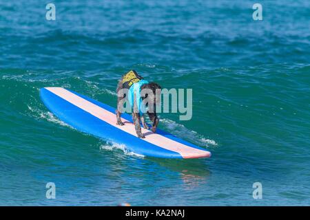 September 23, 2017 - CA, USA - Surf City Surf Hund kehrt nach Huntington Beach.. Einen anderen Hund gute Zeit gegangen, wie viele Rassen und Größen zeigen sich in diesem Jahre Fall zu konkurrieren. Hier gesehen: Brody der Labradoodle. (Bild: © Daren Fentiman über ZUMA Draht) Stockfoto