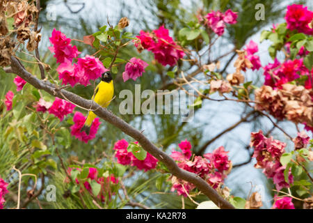 Asunción, Paraguay. 24 Sep, 2017. Ein warmer Frühlingstag in Asuncion mit hohen Temperaturen um 30°C als Mann mit Kapuze siskin (spinus Magellanicus) Säugetierart kurz auf lila Bougainvillea ruht oder "Santa Rita" zierpflanzen Vine branch während der sonnigen Nachmittag. Credit: Andre M. Chang/ARDUOPRESS/Alamy leben Nachrichten Stockfoto