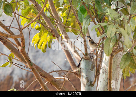 Asunción, Paraguay. 24 Sep, 2017. Ein warmer Frühlingstag in Asuncion mit hohen Temperaturen um 30°C als rufous-collared Sparrow (Zonotrichia capensis) Vogel Futter für Lebensmittel auf Guave Baum während der sonnigen Nachmittag. Credit: Andre M. Chang/ARDUOPRESS/Alamy leben Nachrichten Stockfoto