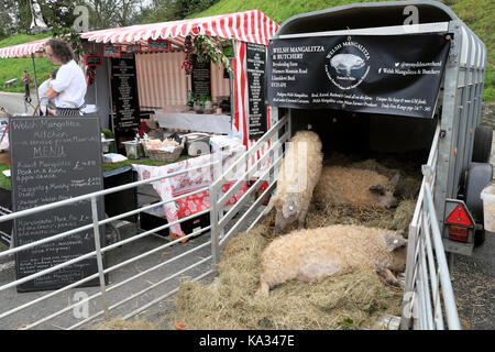 Ungarische Mangalitza Schweinen auf Anzeige an den Hals Schafe Festival 2017 in Ballymena Carmarthenshire Wales, UK KATHY DEWITT Stockfoto