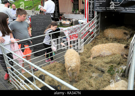 Ungarische Mangalitza Schweinen auf Anzeige an den Hals Schafe Festival 2017 in Ballymena Carmarthenshire Wales, UK KATHY DEWITT Stockfoto