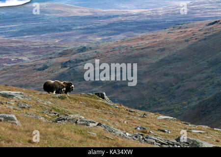 Ovibos moschatus, Muskoxen Stockfoto