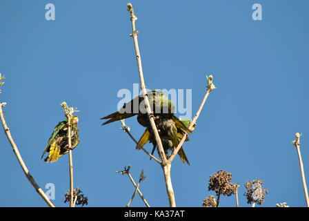 Dirty maritaca Papageien nach einem Brand Stockfoto