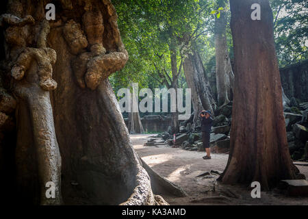 TA Prohm Tempel, Angkor Archäologischer Park, Siem Reap, Kambodscha Stockfoto