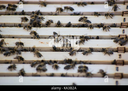 Biene im Bienenstock mit Bienen auf sie Nektar sammeln Stockfoto