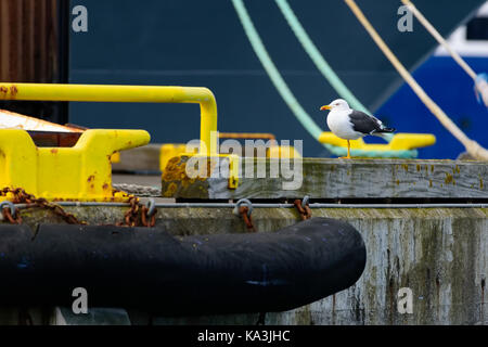 Seagull Stehen auf einem Bein in den bunten Hafen in Reykjavik, Island Reyakjavik am Anfang des Juni 2017. Stockfoto