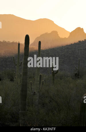 Ironwood Forest National Monument bei Sonnenuntergang in der Nähe von Marana, Arizona, USA, in der Sonora Wüste. Stockfoto