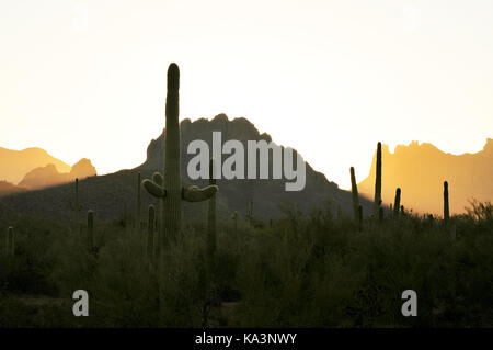 Ironwood Forest National Monument bei Sonnenuntergang in der Nähe von Marana, Arizona, USA, in der Sonora Wüste. Stockfoto