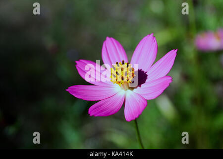 Botanic Cosmos Flower in Venezuela Stockfoto