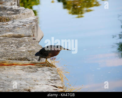 Green Heron in städtischen Park. Omaha, Nebraska. Stockfoto