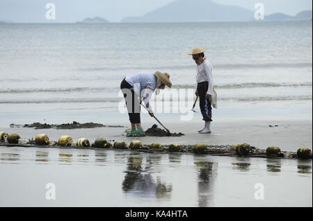 HONG KONG, Hong Kong SAR, China. 13. Juli 2011. Cockle Bauern auf den beliebten Strand von Pui O Strand, Insel Lantau. © jayne Russell/Alamy Stock P Stockfoto