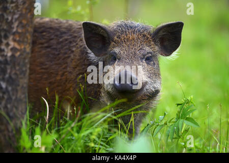 Wildschwein auf den Wald im Sommer Stockfoto