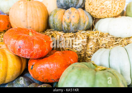 Makro Nahaufnahme von kleinen gelben Dekorative schnitzen Kürbis Kürbis auf trockenen getrocknete Heu stack Display von Store Stockfoto