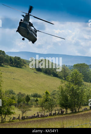 Ein CH 47 Chinook Helikopter der RAF über Fliegen britische Armee Soldaten auf der Sennybridge Truppenübungsplatz in Wales Stockfoto