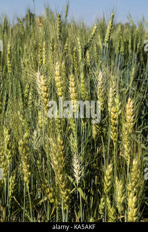 Weizen, Sangli, Maharashtra, Indien, Asien - Sgg 258244 Stockfoto