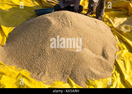 Jowar Getreide, Sangli, Maharashtra, Indien, Asien - Sgg 258255 Stockfoto