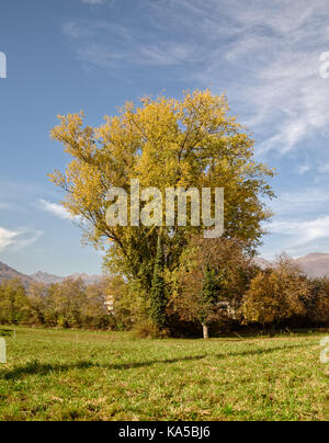 Einzel- und hohen walnussbaum mit herbstlichen Farben Stockfoto