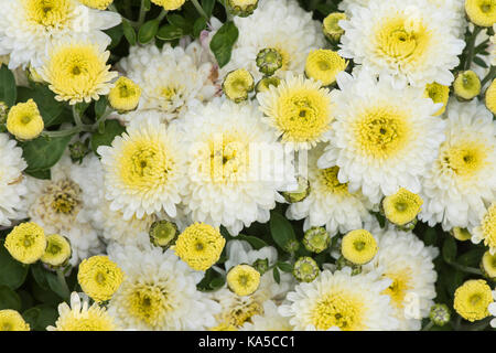 Chrysantheme Prelude weißen Blüten. UK. Poppins Serie von Zwerg terrasse Chrysanthemen Stockfoto