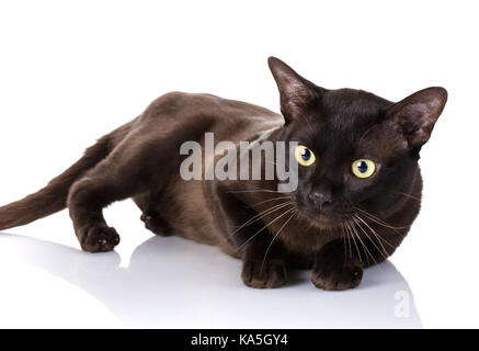 Schwarz Burmese Cat auf der Seite liegend, weißer Hintergrund Stockfoto