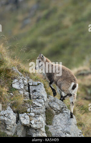 Junge Steinböcke/Steinbock/Alpensteinbock (Capra ibex) bis einige Felsen klettern in den Schweizer Alpen. Stockfoto