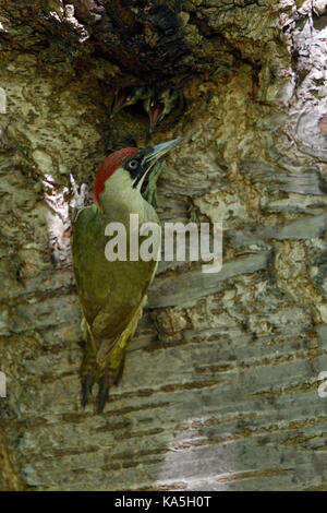 Grünspecht / Grünspecht (Picus viridis), füttern ihre jungen Küken im Nest hole, Europa. Stockfoto