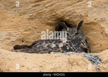 Uhu/Europäischer Uhu (Bubo bubo), Brutplatz, Erwachsene sammeln ihre Küken, die in einem Sandkasten, Wildlife, Europa. Stockfoto