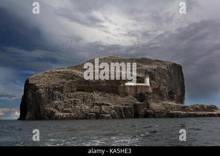 Bass Rock, Schottland mit einer Kolonie von Tölpeln und alten Leuchtturm Stockfoto