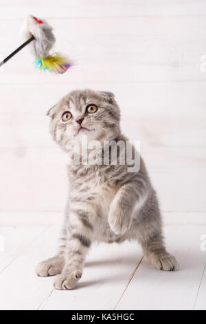 Süße Katze auf Holz- Hintergrund Stockfoto