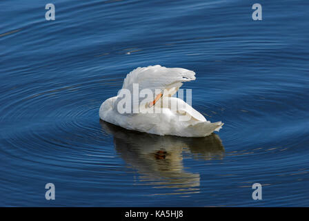Höckerschwan putzen auf dem Fluss Tweed, Northumberland Stockfoto