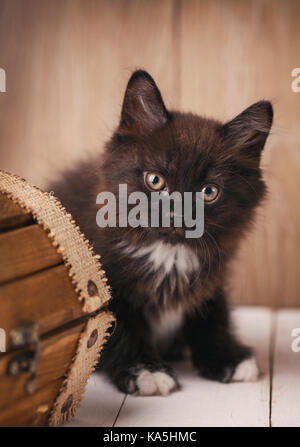 Reinrassige Katzen. Reinrassige Kätzchen Kurilian Bobtail Stockfoto