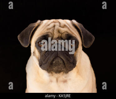 Trauriger hund Mops auf dem schwarzen Hintergrund Stockfoto