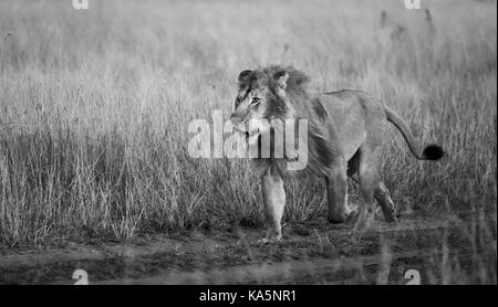 Auf der Suche nach männlichen Mara Löwe (Panthera leo) bricht in einem Durchlauf zu konfrontieren einen Rivalen in der Savanne lange Gras, Masai Mara, Kenia (schwarz und weiß) Stockfoto