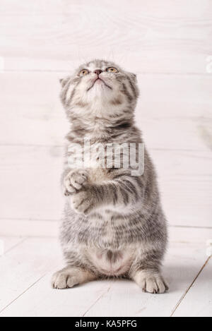 Grau gestreiften Kätzchen die Scottish Fold setzt sich auf die Hinterbeine und schaut nach oben. Stockfoto