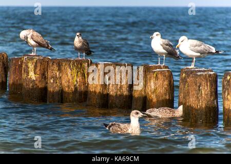 Seagull sitzen auf einem hölzernen Pfahl im Meer. Vögel auf der Ostsee. Auf der Mole Stockfoto