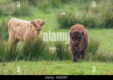 Zwei Highland Rinder Kälber, einer ständigen und Blick in die Kamera, die andere ist auf dem Weg zur Kamera, Islay, Schottland Stockfoto