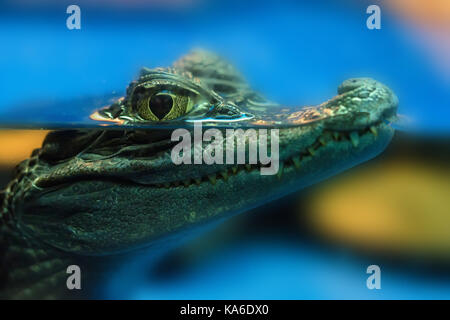 Junger brillenbär Caiman oder Caiman crocodilus Stockfoto