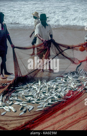 Fischer mit Net auf vengurla Strand, sindhudurg, Maharashtra, Indien, Asien Stockfoto