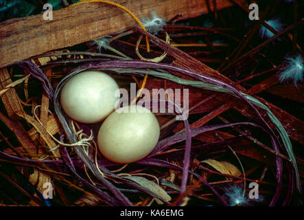 Tauben Eier im Nest, Indien, Asien - stp 258970 Stockfoto