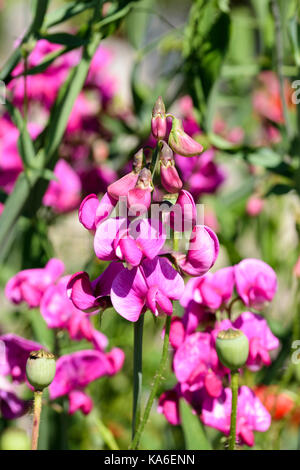 Mehrjährig Erbse Lathyrus Latifolius Blumen Stockfoto