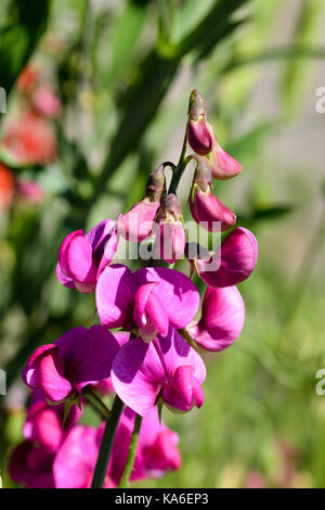 Mehrjährig Erbse Lathyrus Latifolius Blumen Stockfoto