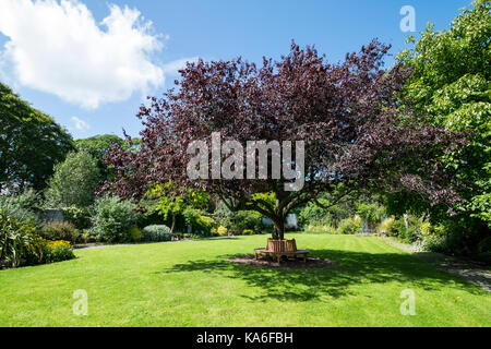 Oriental Cherry Tree Crabtree Mawr Park Abergele North Wales Stockfoto