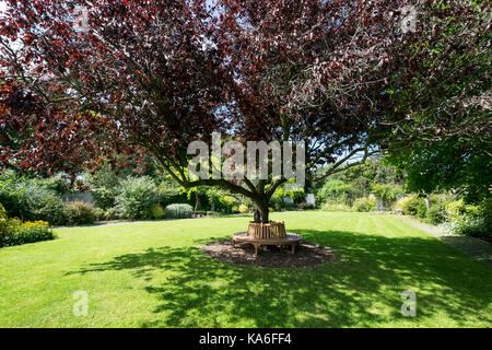 Oriental Cherry Tree Crabtree Mawr Park Abergele North Wales Stockfoto