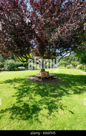 Oriental Cherry Tree Crabtree Mawr Park Abergele North Wales Stockfoto