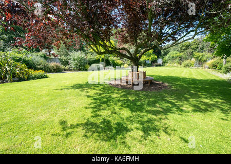 Oriental Cherry Tree Crabtree Mawr Park Abergele North Wales Stockfoto