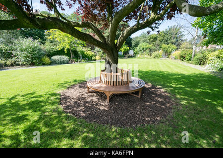 Oriental Cherry Tree Crabtree Mawr Park Abergele North Wales Stockfoto