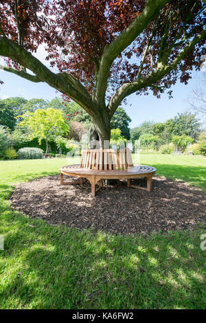 Oriental Cherry Tree Crabtree Mawr Park Abergele North Wales Stockfoto