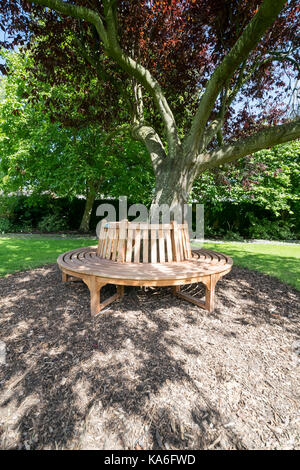 Oriental Cherry Tree Crabtree Mawr Park Abergele North Wales Stockfoto