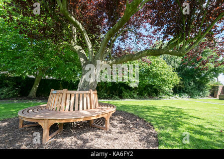 Oriental Cherry Tree Crabtree Mawr Park Abergele North Wales Stockfoto