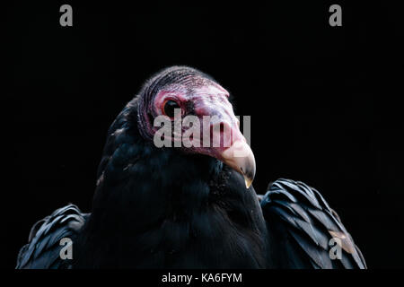 Truthahn-Buzzard-Kopfschuss auf dunklem Hintergrund Stockfoto